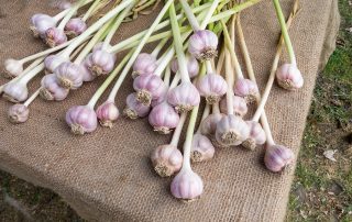 Garlic at Farmers Market