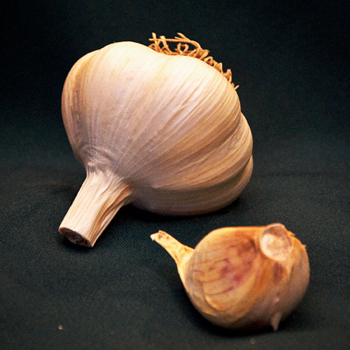 german white garlic for sale