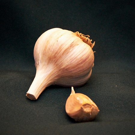 italian red seed garlic for sale