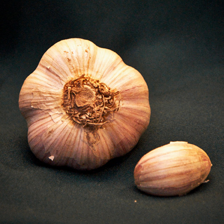 russian red garlic seed for sale