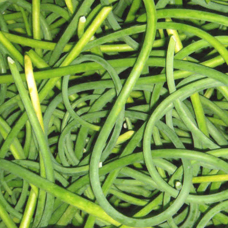 organic garlic scapes