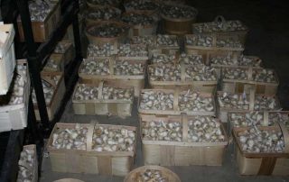 Williamsburg Reunion Grandma Farm-226